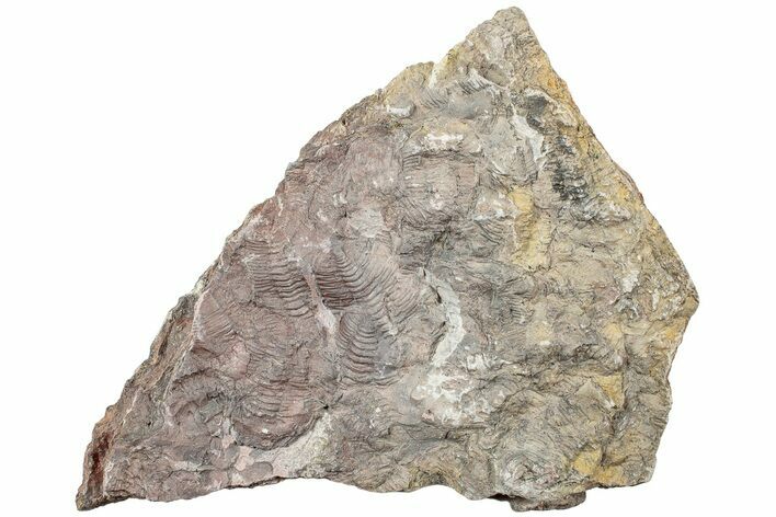 Ordovician Trilobite Mortality Plate - Tafraoute, Morocco #233533
